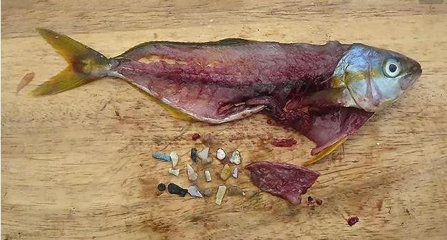 震驚！首次確認：人體已被微塑料污染！